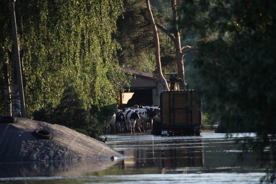 Die Kühe des Milchviehbetriebs können den Wassermassen nicht entfliehen. Immer wieder gab es Probleme bei der Rettung.