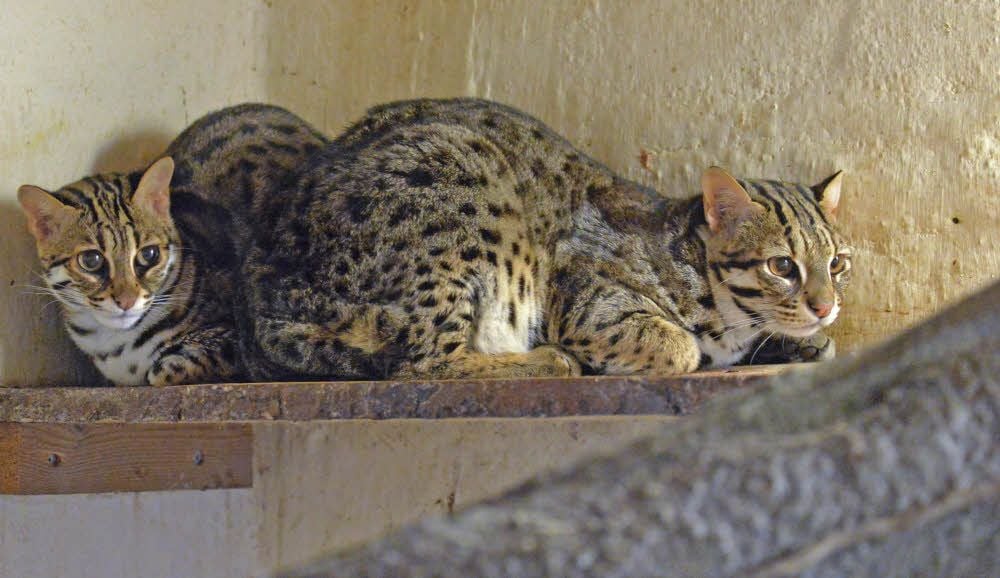 Die beiden Bengalkatzen im Zoo in Aschersleben sind noch ein bisschen scheu.