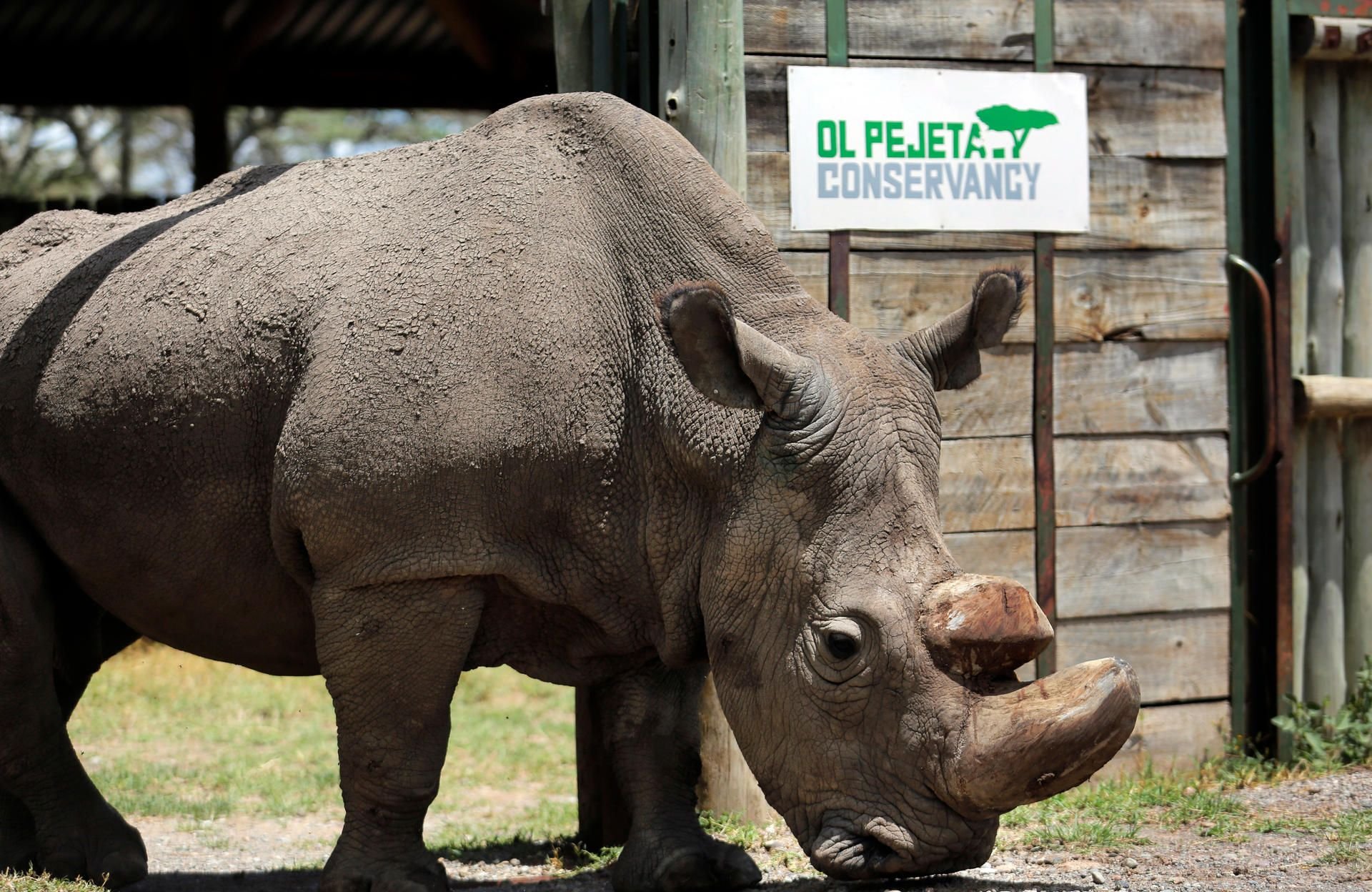 Sudan im Wildtierreservat Ol Pejeta in Kenia