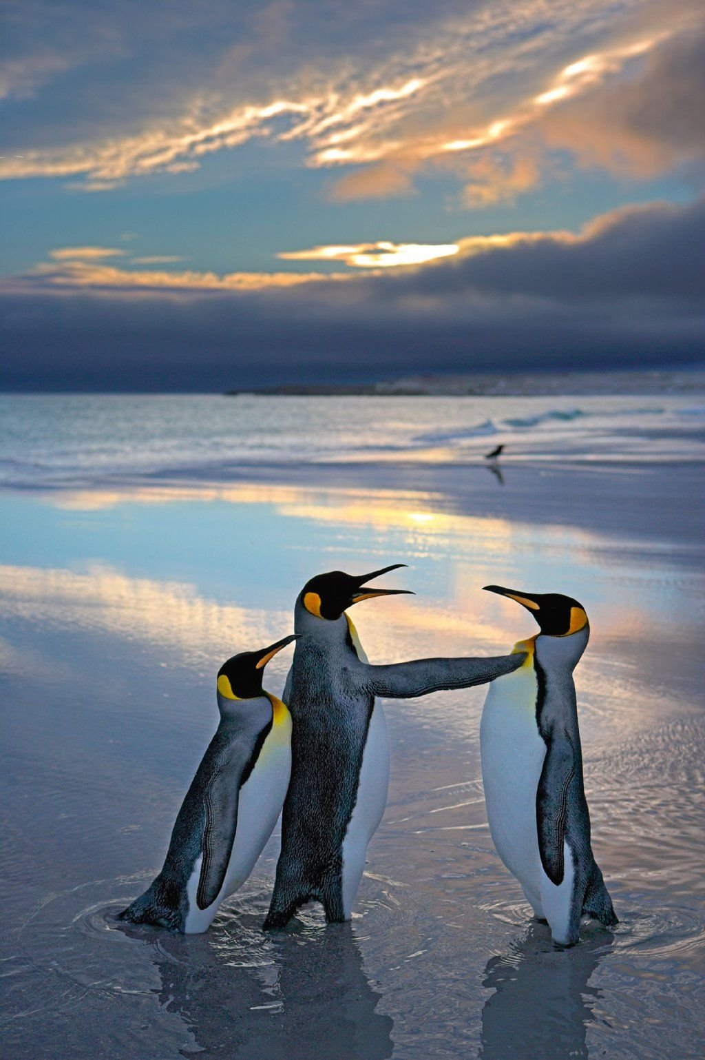 Bizarr – diese Pinguine in der Antarktis wirken total menschlich.