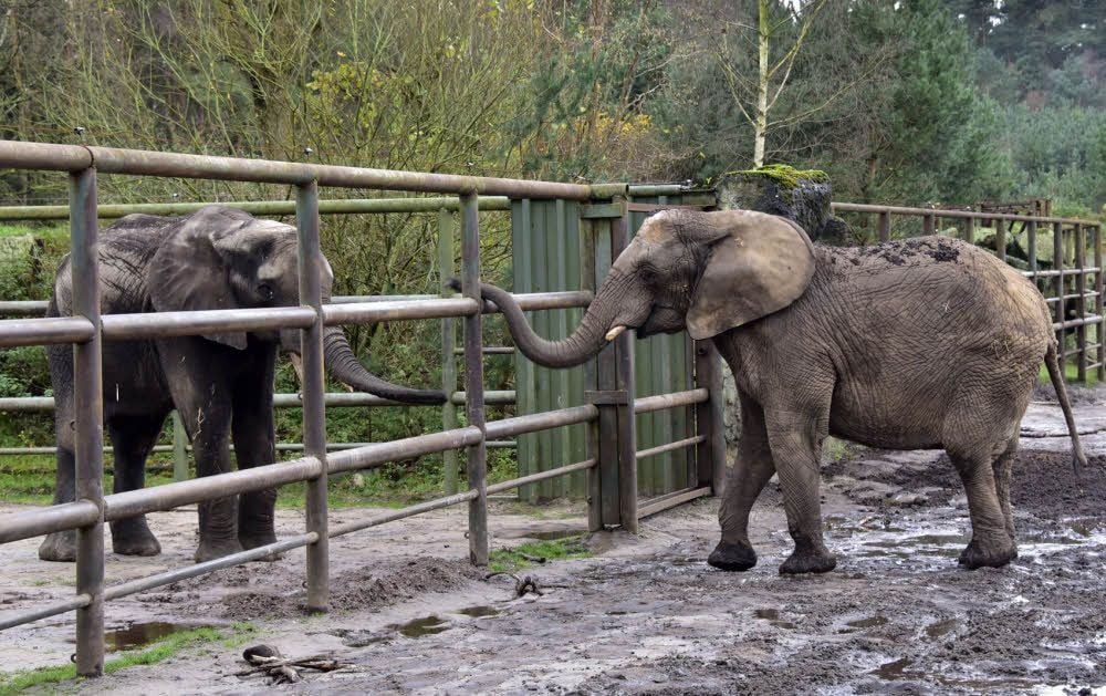 Jumanee (l.) und Bibi (r.) „rüsseln“ schon durch das Gitter miteinander.