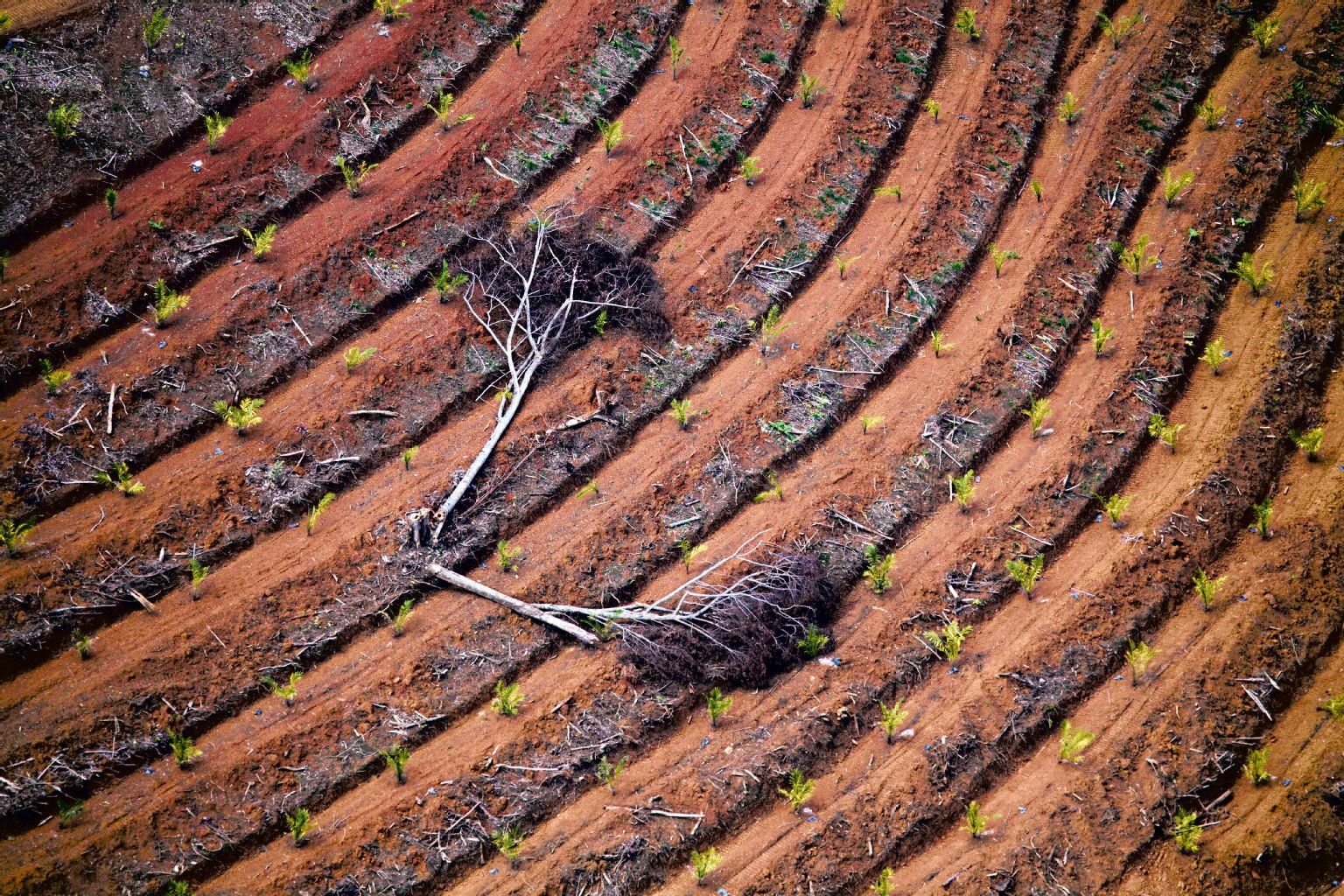 Traurig: Der Regenwald wird zugunsten von Palmölplantagen abgeholzt.