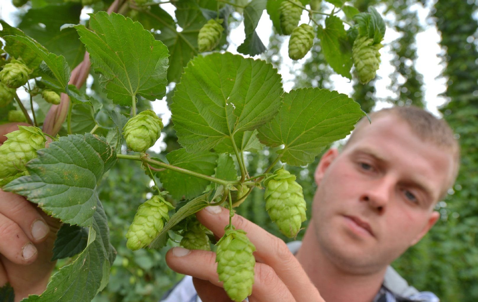 Landwirtschaftsmeister Steffen Seifert begutachtet den Reifegrad von Hopfenzapfen auf einem Feld bei Mügeln (Sachsen).