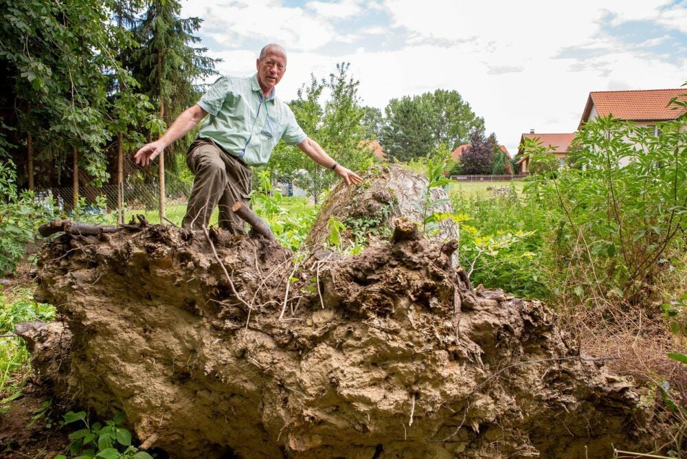 Alexander von Feilitzsch zeigt eine altersschwache umgestürzte Buche, die auf das Grundstück von Lutz Reichardt gefallen ist.