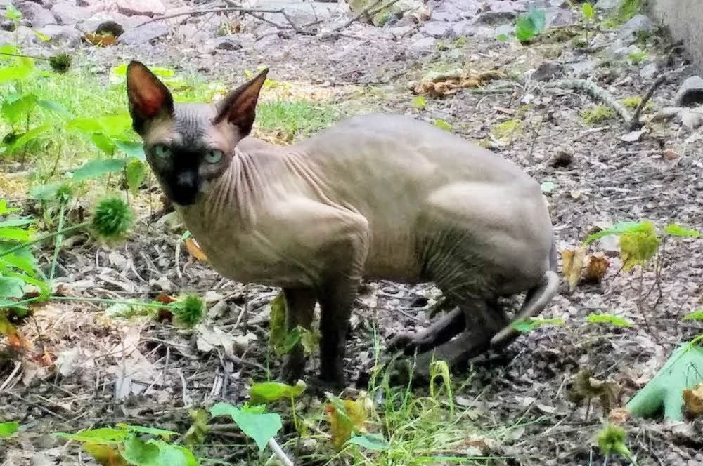 Die Katze mit Glatze heißt Amadeus und es geht ihr gut.