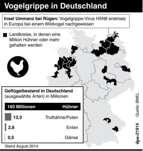Nach dem Fund des Vogelgrippe-Erregers H5N8 in einer Wildente soll alles Geflügel in Mecklenburg-Vorpommern eingesperrt bleiben.