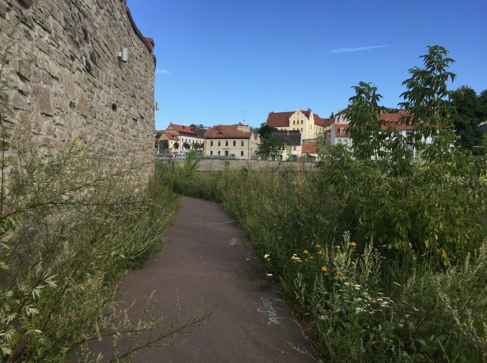Der zugewucherte Uferweg unterhalb der Kaimauer in Bernburg ist ein Paradies für Botaniker.