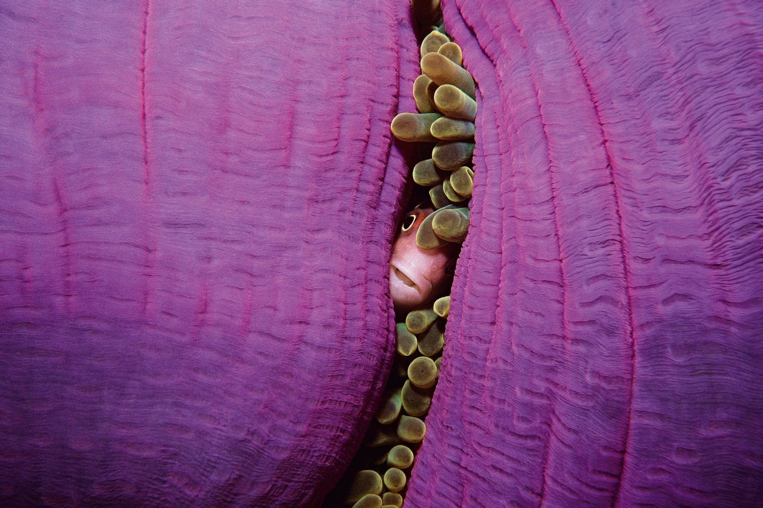 Huhu, wer noch da?, scheint dieser Anemonenfisch fragen zu wollen.
