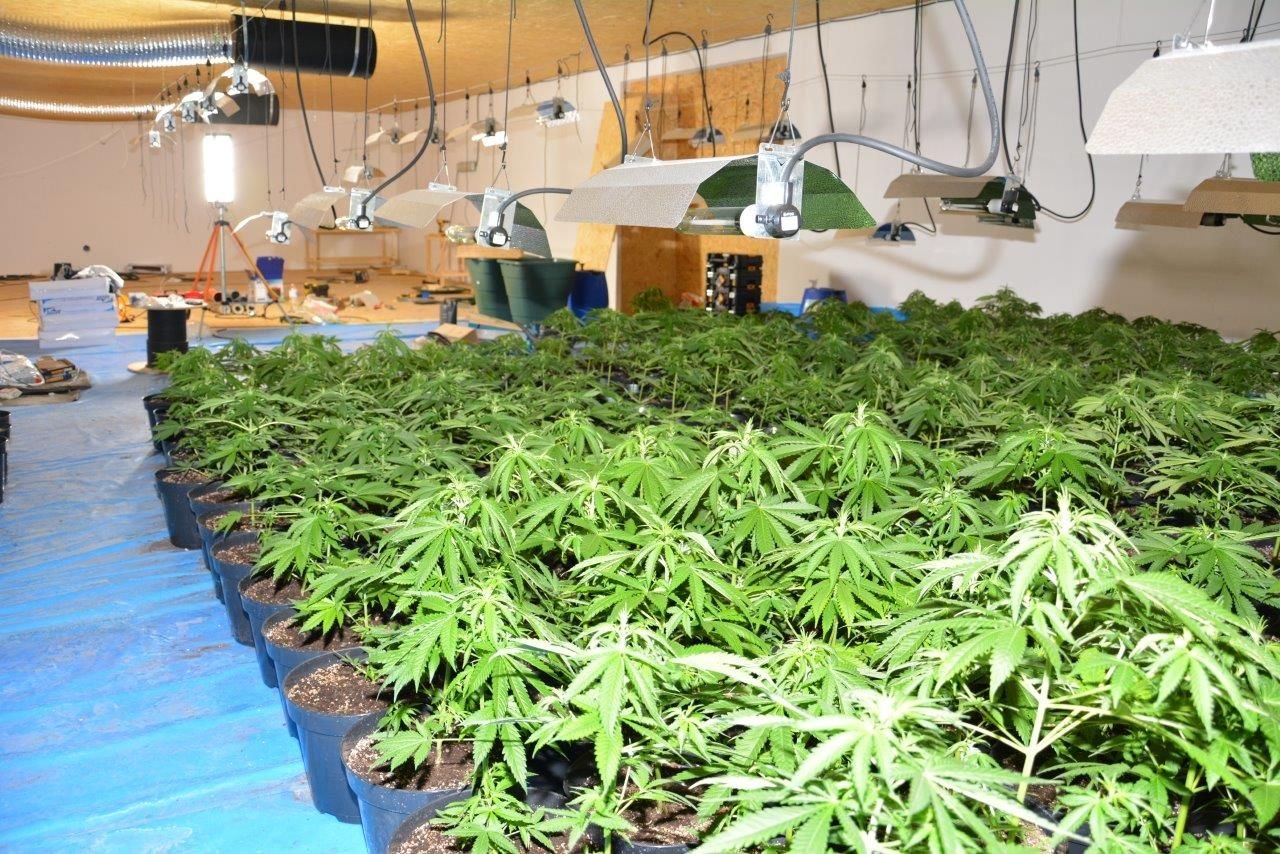 Eine Indoor-Plantage mit über 450 Cannabispflanzen hat die Polizei bei einer Razzia in Bitterfeld gefunden.