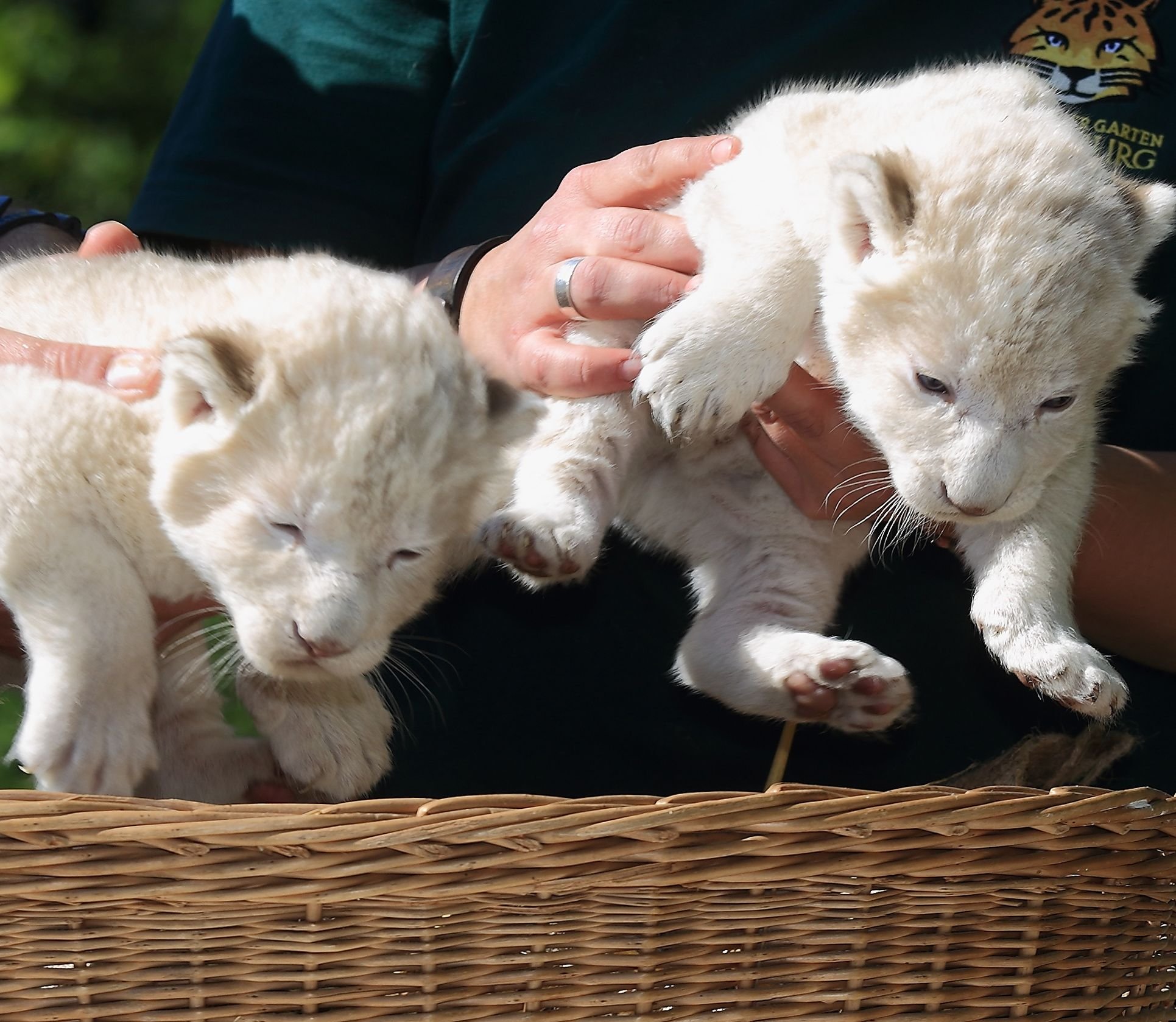 Zwei Löwenwelpen werden im Mai 2016 im Zoologischen Garten in Magdeburg aus einem Korb genommen.
