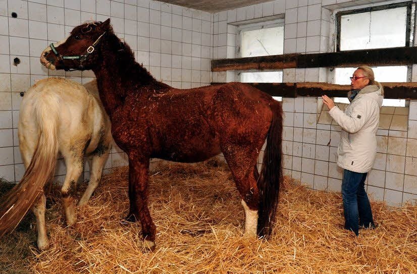 Amtstierärztin Andrea Krüger schaut sich die beiden Hengste an.