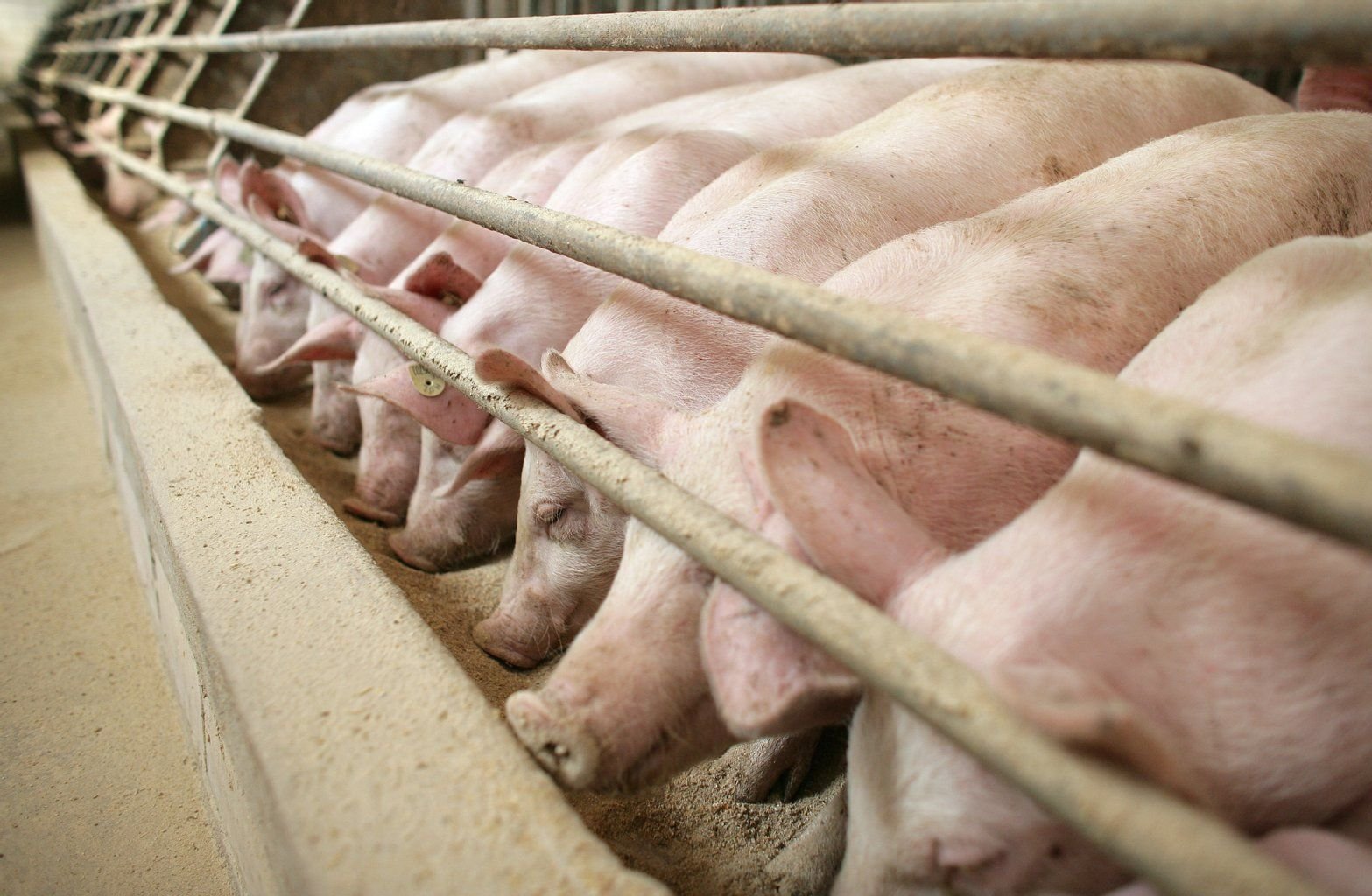Diese Schweine im Stall eines Mastbetriebes haben sehr wenig Platz.