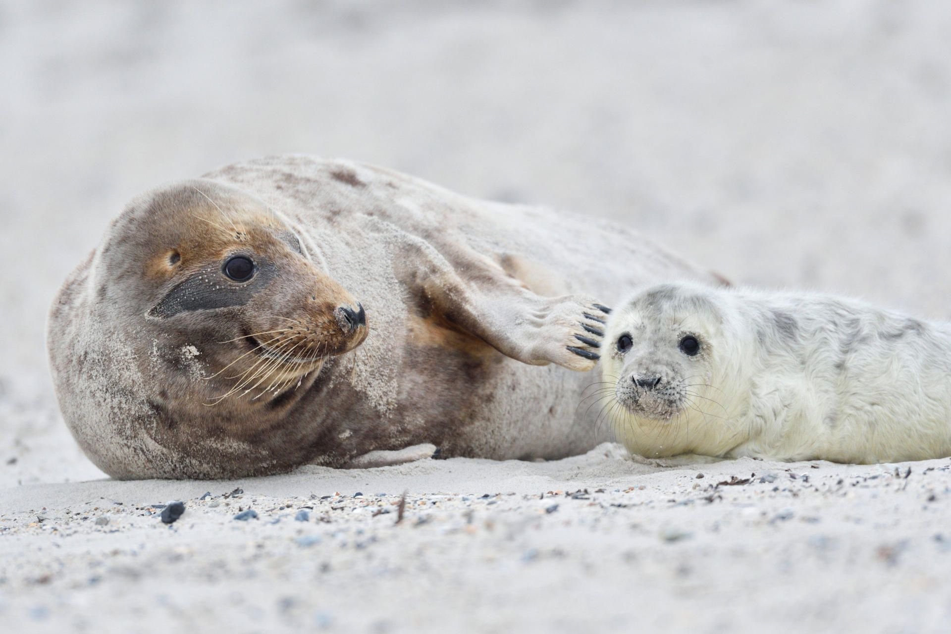 Kegelrobben, hier eine Mutter mit ihrem Jungtier am Strand, sehen niedlich aus - können aber bei der Nahrungssuche zur Gefahr werden.