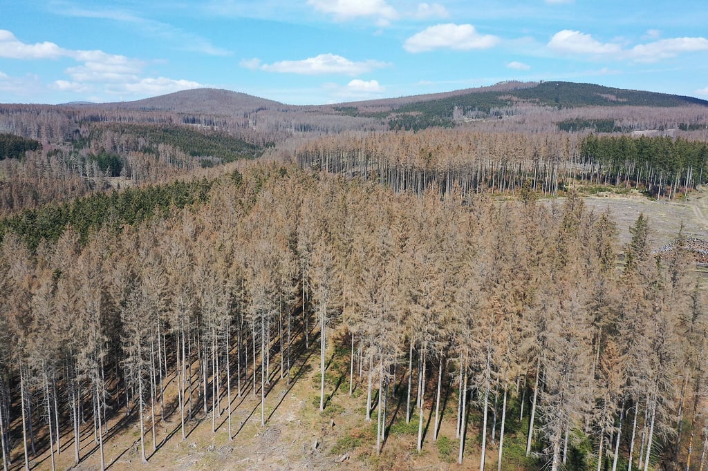 Im Harz sind weite Teile des Fichtenwaldes bereits abgestorben.