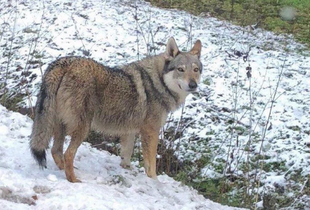 Wolf oder nicht? Drei ausgebüxte Hunde haben im Südharz und darüber hinaus auch im Internet für Aufregung gesorgt.