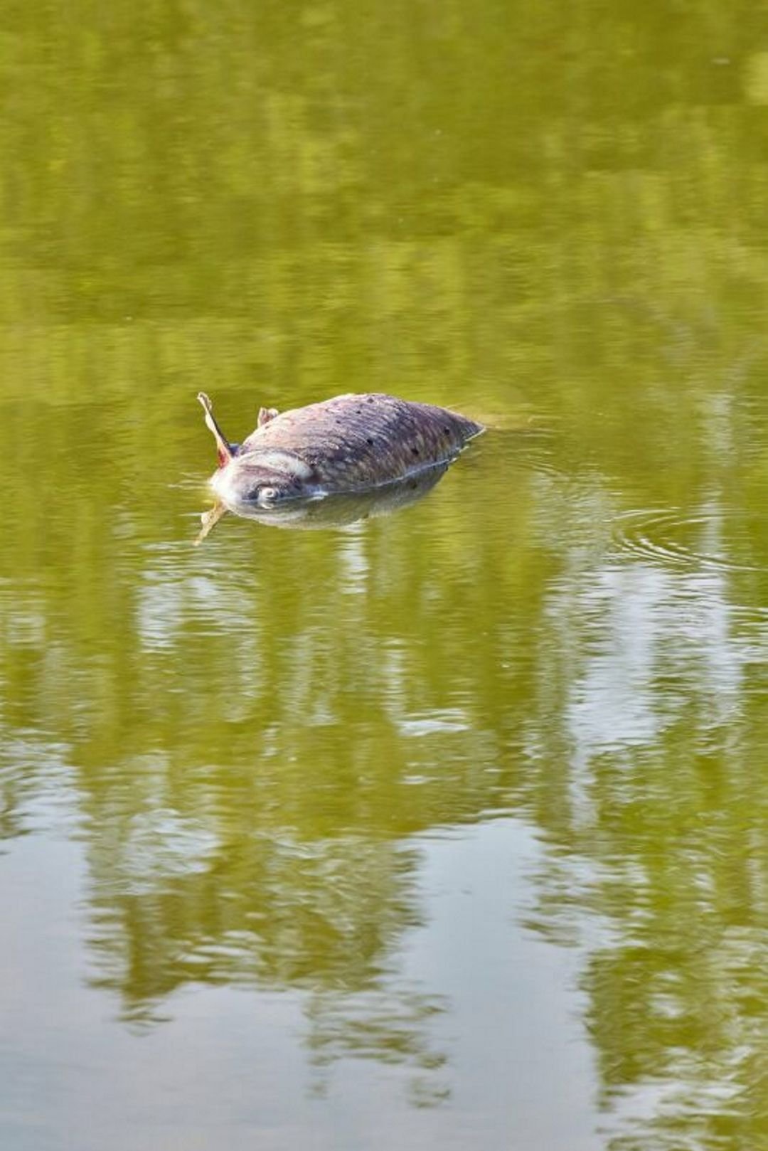 Auf dem Bauch nach oben treibt ein kapitaler Karpfen und musste wie fast alle seiner Artgenossen geborgen werden.