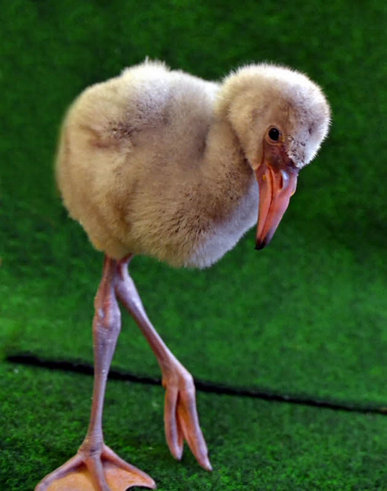 Das Zwergflamingo-Küken M’toto steht schon da wie ein Großer.