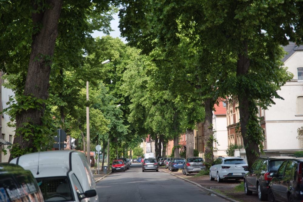 Die alten Linden sollen hier verschwinden. Stattdessen werden junge Bäume gepflanzt.
