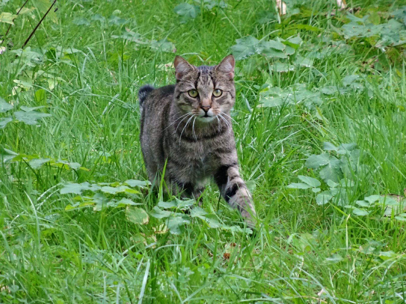 Eine Katze