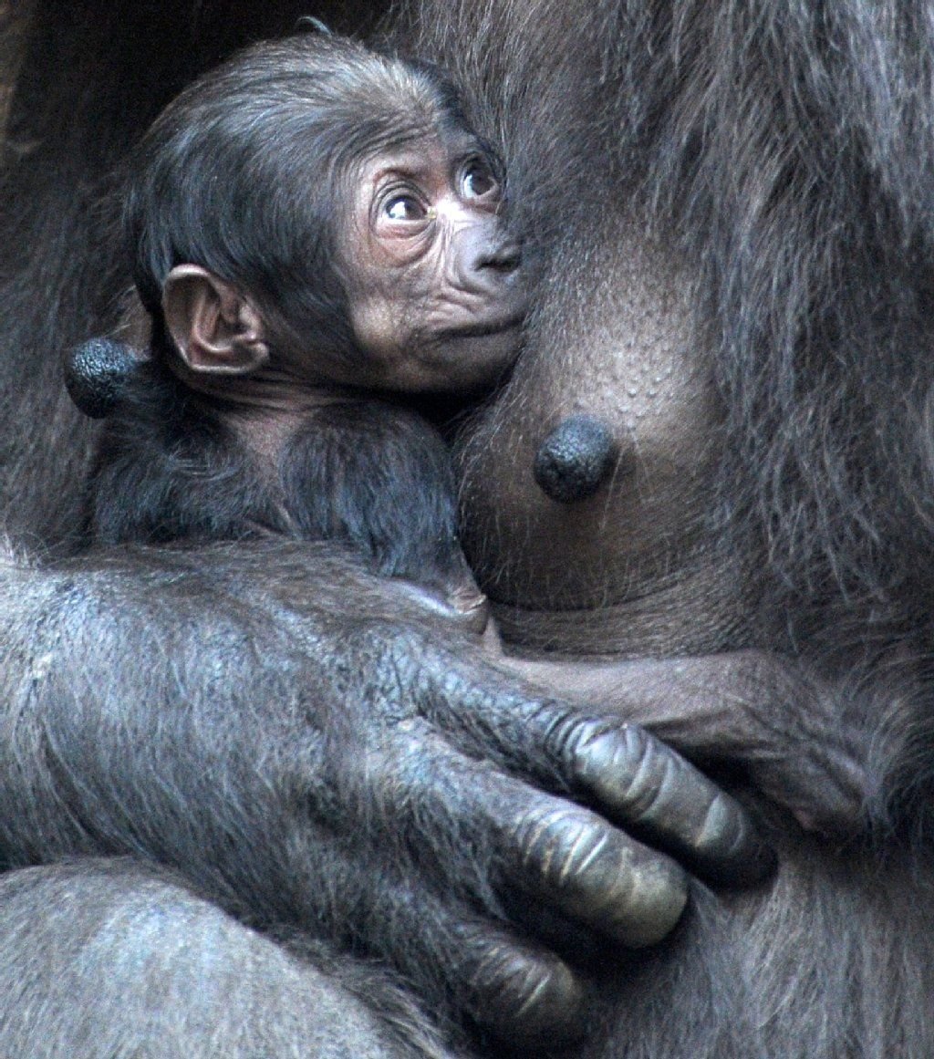 Ihr Neugeborenes hält die Gorilla-Mutter Kumili am 14.03.2014 im Zoo Leipzig in Leipzig (Sachsen) an ihrer Brust im Arm.