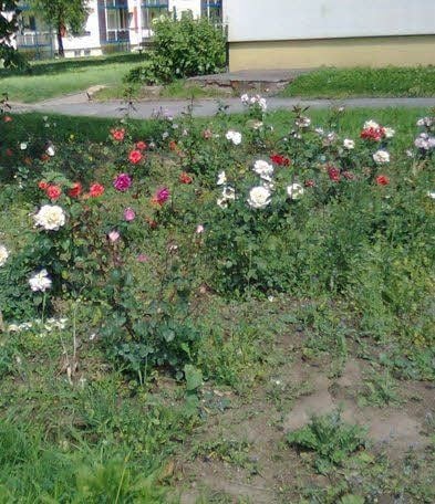 Ein Bild von verwilderten Rosenbeeten das ein Leser an die Redaktion geschickt hat.