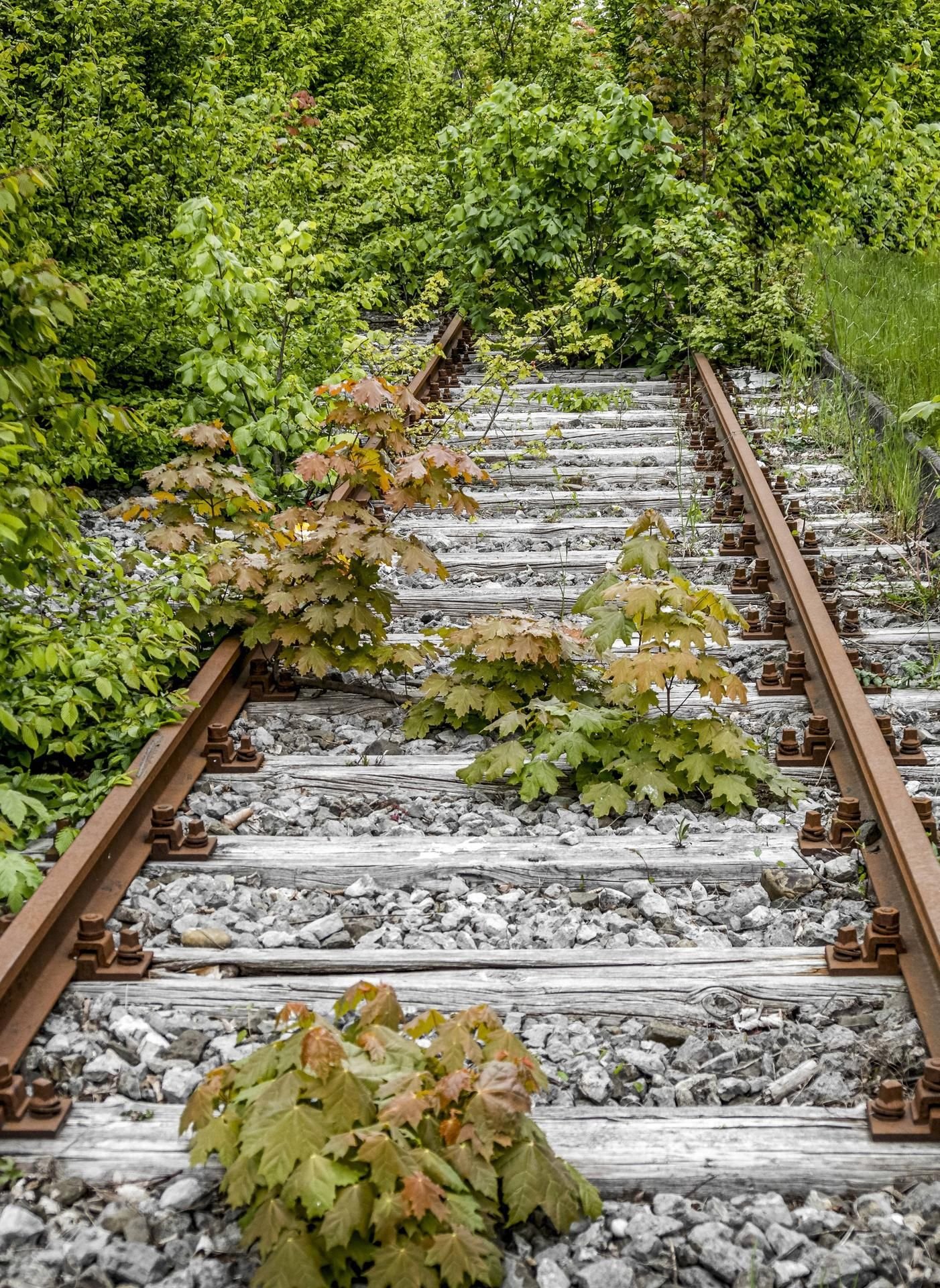 Werden in Sachsen-Anhalt stillgelegte Bahnstrecken wieder aktiviert? (Symbolbild)