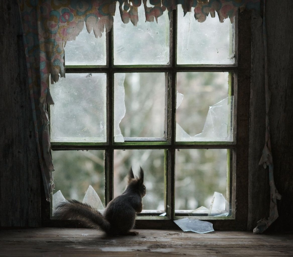 Verkehrte Welt: Das Eichhörnchen blickt aus dem Fenster nach draußen.