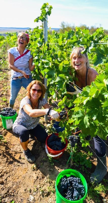 Die Freundinnen Wiebke Mittler (Mitte), Tina Boettcher (rechts) und Ellen Matthes waren eigentlich nur Pensionsgäste bei Winzer Mario Thürkind in Gröst. Spontan wurden sie beim Lesebeginn zu Erntehelferinnen.