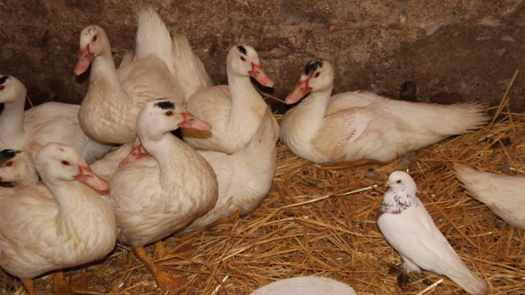 Tierische WG in Drosa: Tierische WG in Drosa: Eine Taube macht die Ente