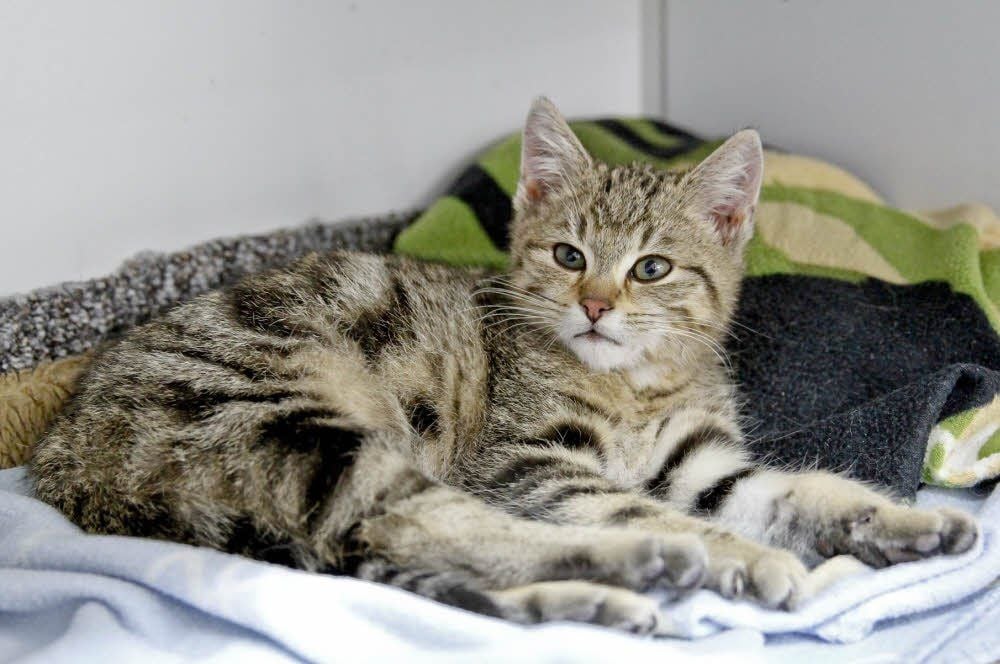 Kater Chris fühlt sich jetzt im Tierheim offensichtlich wohl und sicher. Er wurde mit gebrochenem Becken in Wetterzeube gefunden.