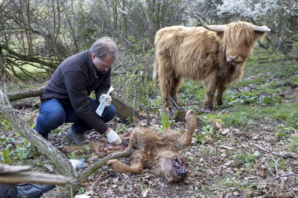 Ole Anders vom Nationalpark Harz nimmt von dem getöteten Kalb eine DNA-Probe. Im Hintergrund steht die Mutter des Tiers.