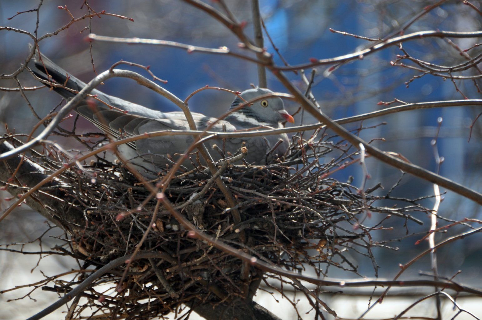 Redaktions-Taube Rosalinde in ihrem Nest.