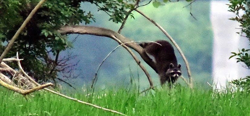 Sie richten großen Schaden an - Waschbären.