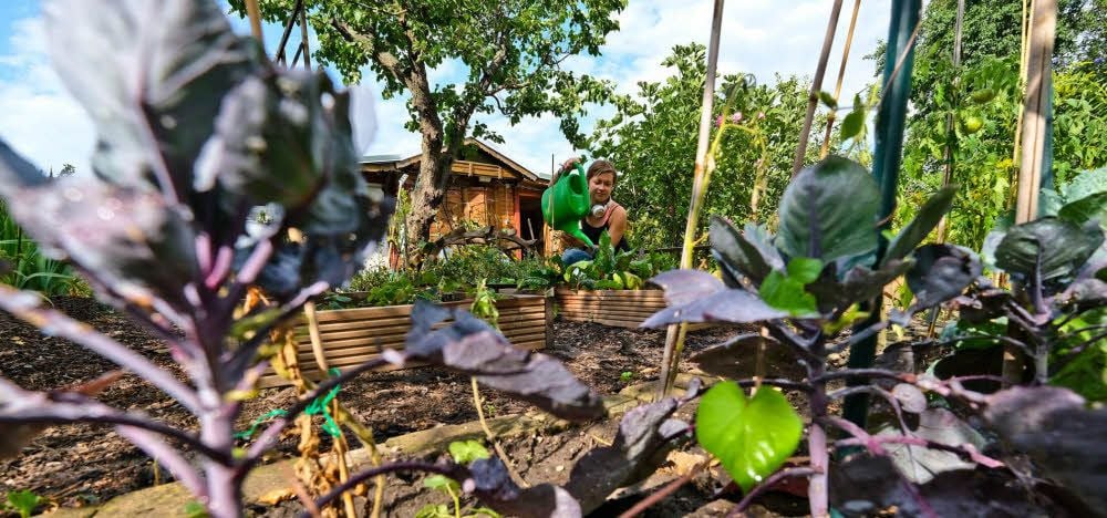 Junge Leute wie Anja Ehlert entdecken die Gartensparte für sich neu. Die 30-Jährige baut Biogemüse in der Anlage „Erholung 1920“ im Paulusviertel an.