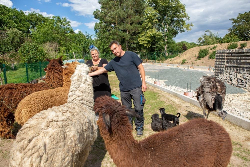 Corina Schedifka und Thomas Mörer-Schedifka haben ihr Leben den Tieren verschrieben. Neben Alpakas leben sie unter anderem mit Pferden, Ziegen, Schafen und Hunden zusammen.