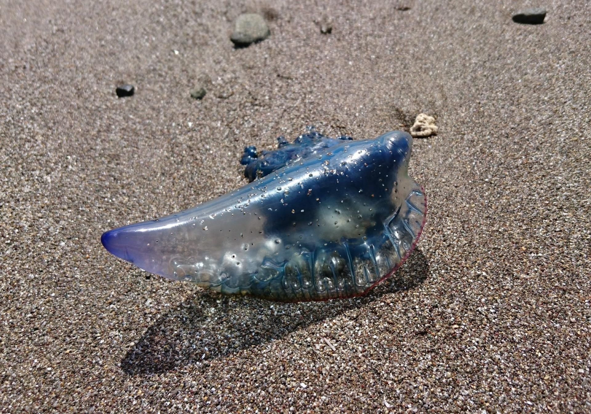 Nach der Sichtung weiterer Exemplare der Giftqualle Portugiesische Galeere gab es erste Badeverbote auf Mallorca.
