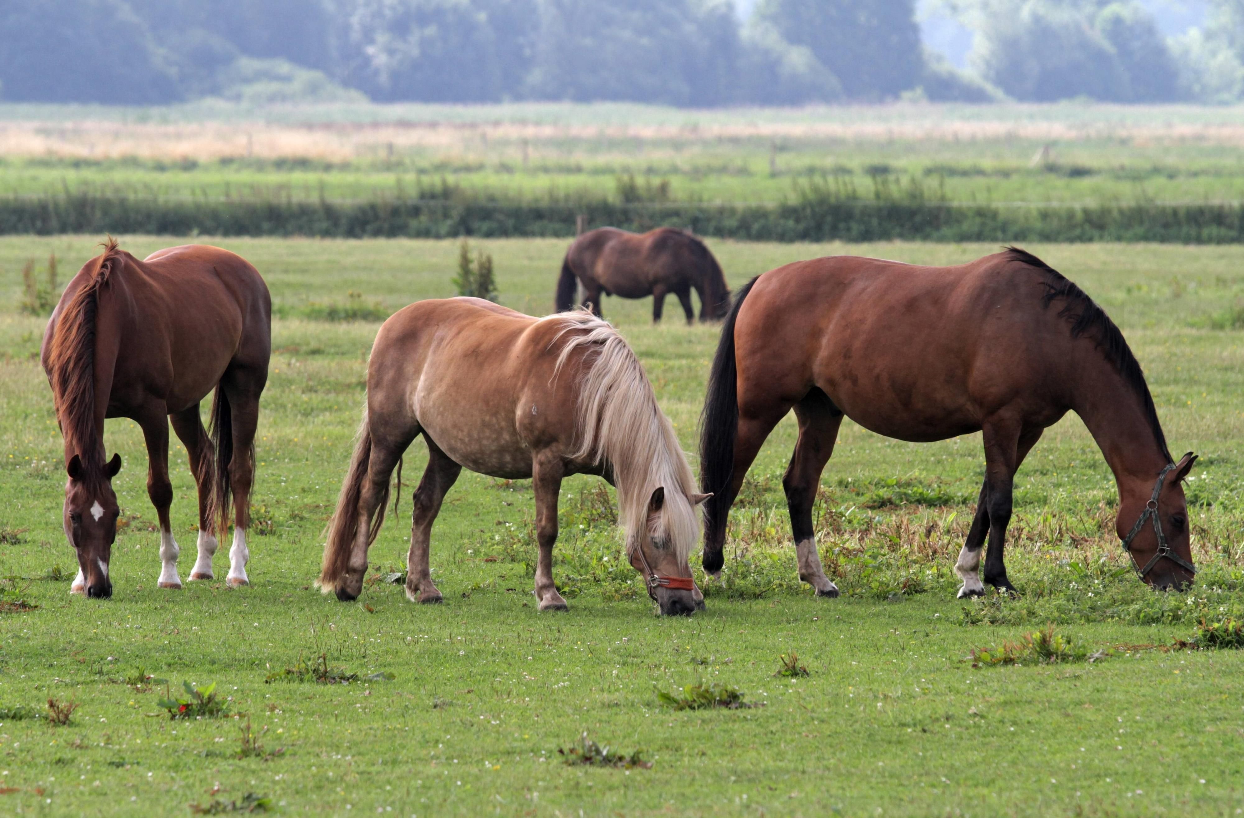 Haflinger-Pferde auf einer Koppel.