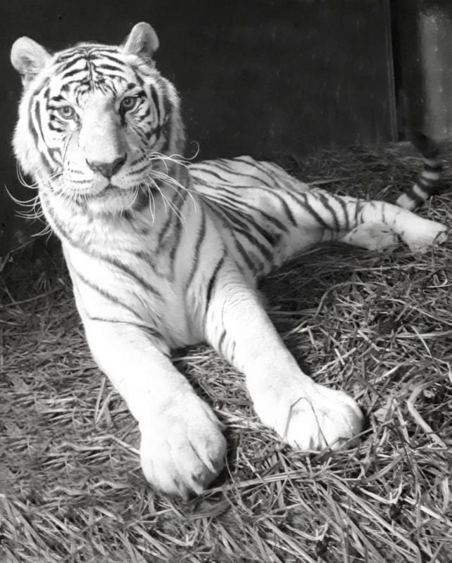 Tigerin Kiara lebte seit 2006 im Tierpark von Aschersleben.