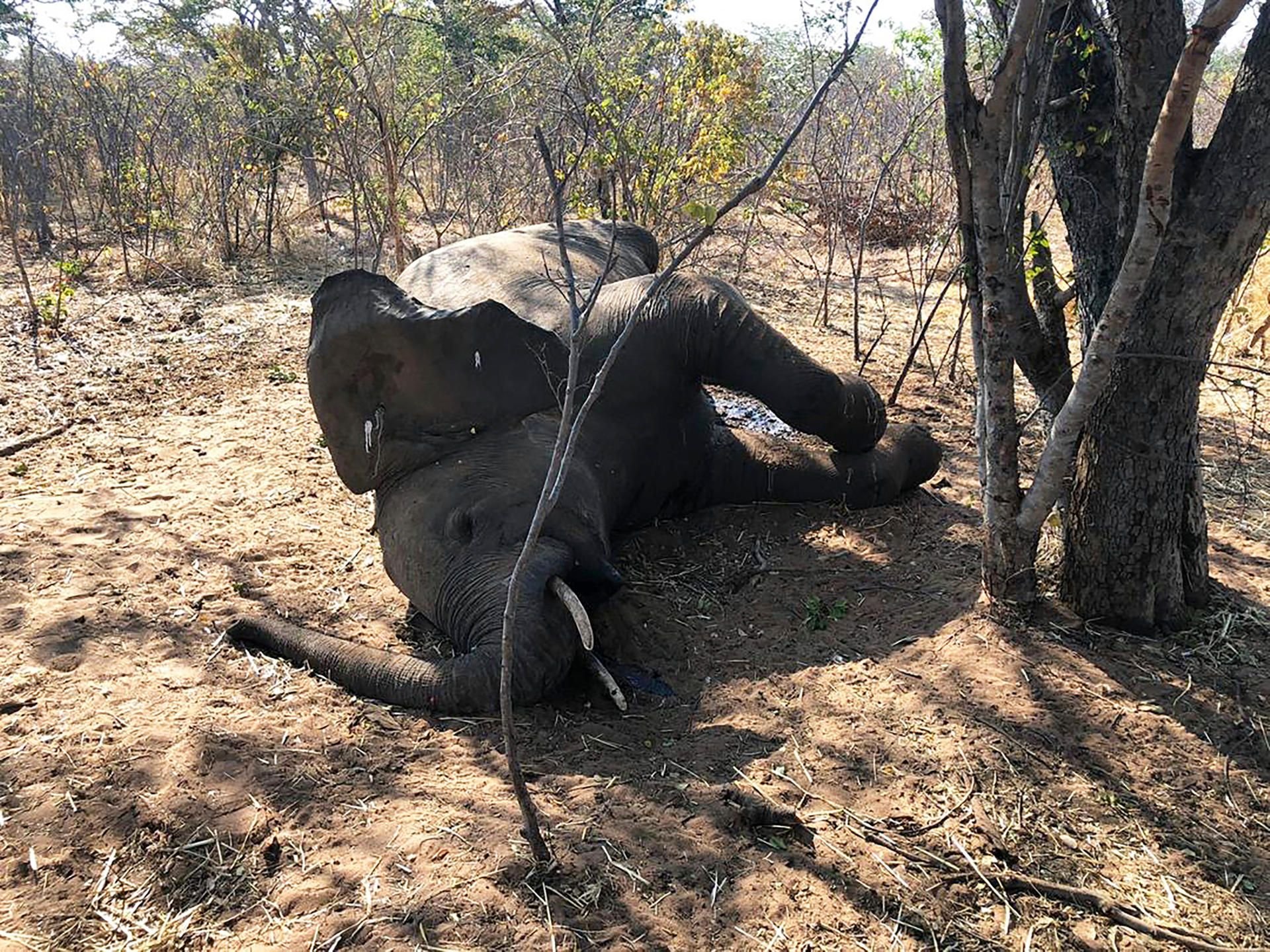 Ein toter Elefant liegt im Hwange-Nationalpark unter einem Baum.
