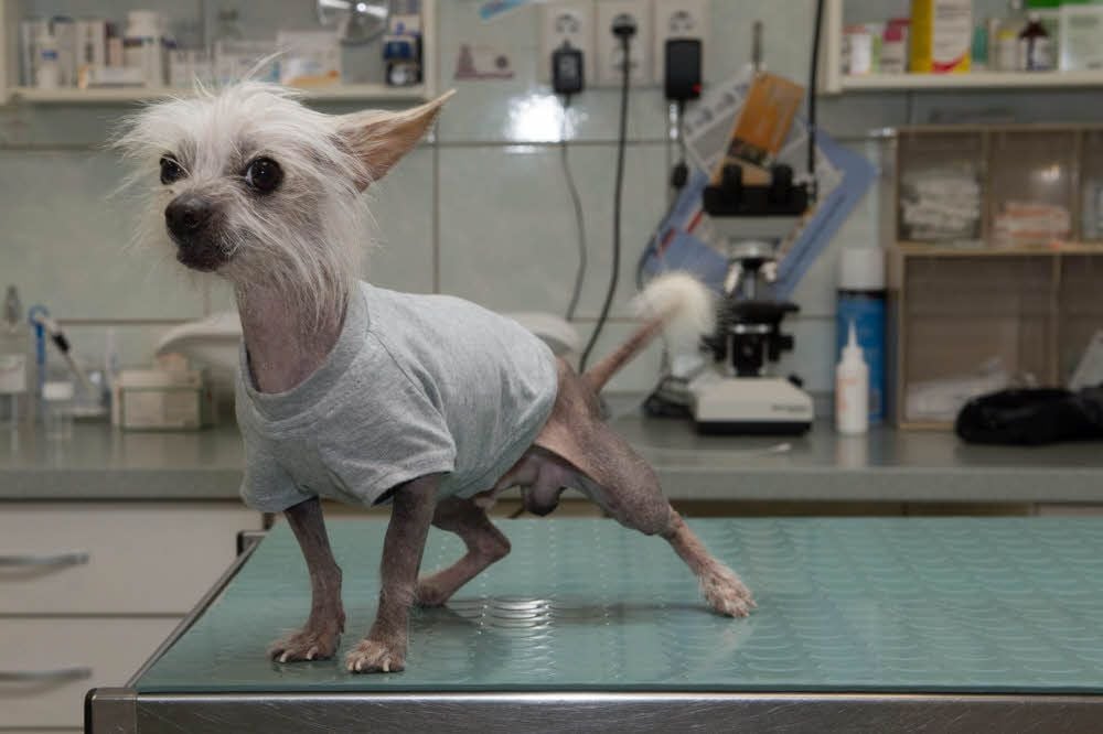 Schönheit ist relativ. Eindeutig war hingegen das Untergewicht des Chinesischen Schopfhundes „Mikado“. Inzwischen hat er fast ein Kilogramm zugenommen und trägt ein T-Shirt gegen die Kälte.