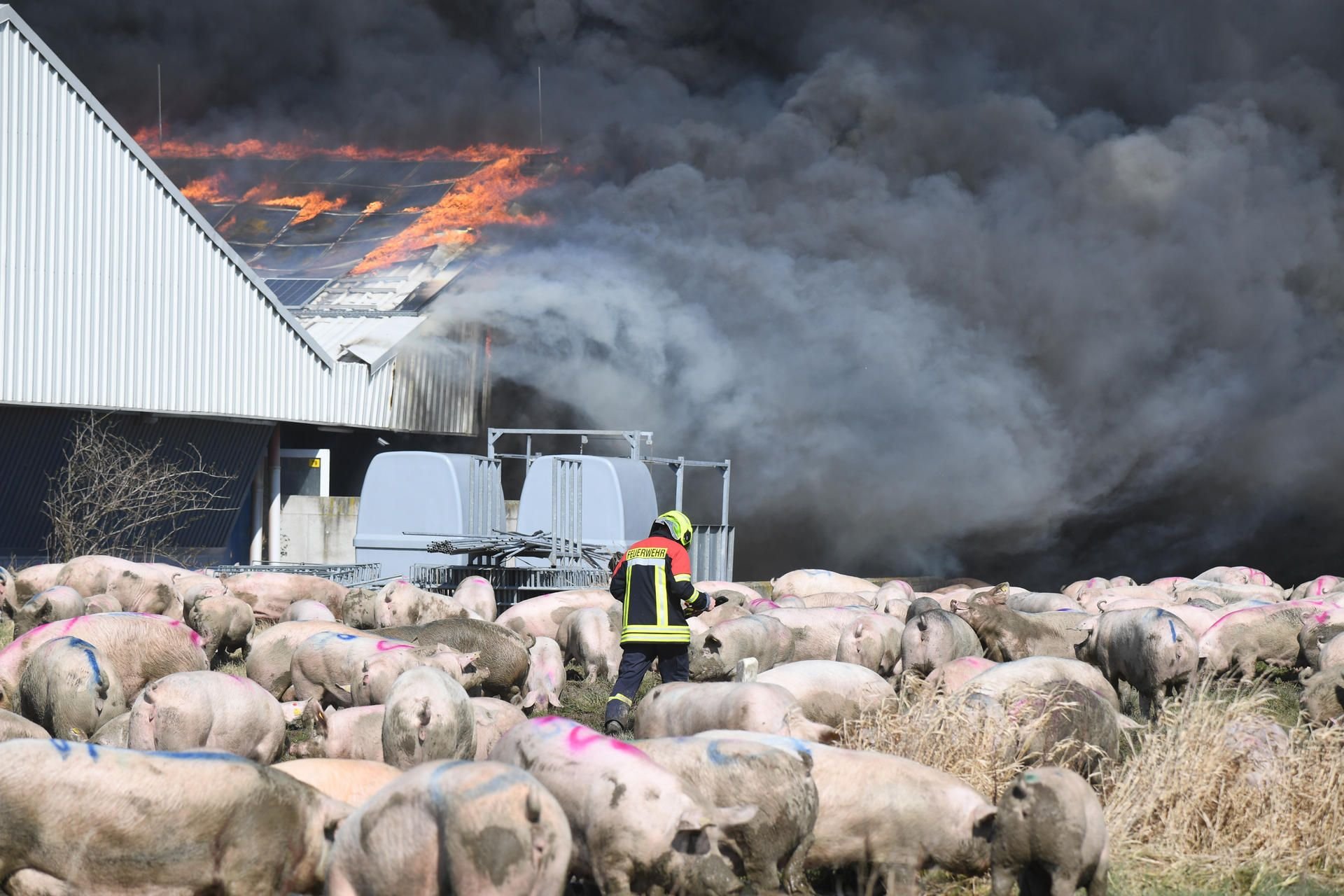 In einem großen Schweinezuchtbetrieb in Alt Tellin ist ein Feuer ausgebrochen. Vier Ställe mit bis zu etwa 5000 Tieren sollen betroffen sein.
