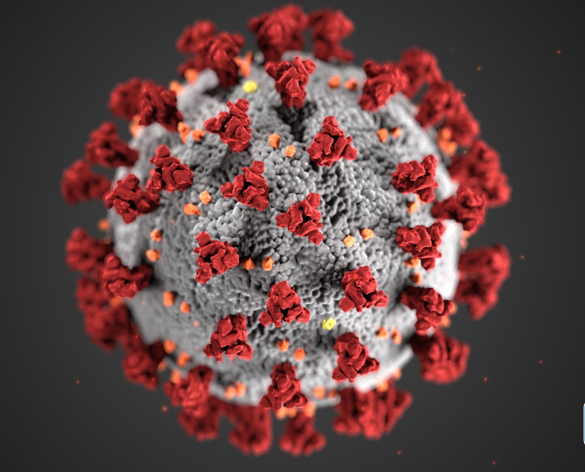 Diese von den Centers for Disease Control and Prevention (CDC) im Januar 2020 zur Verfügung gestellte Illustration zeigt das neuartige Coronavirus.