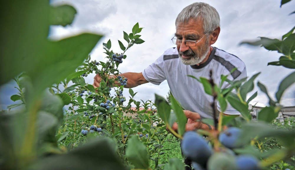 Derzeit läuft die Blaubeer-Ernte in vollem Gange. Ab Montag gibt’s Sauerkirschen im Verkaufshäuschen an der L 141.