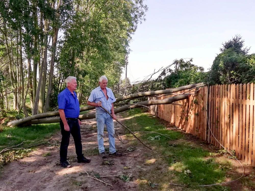 Gärtner ohne Strom Gärtner ohne Strom Warum wilde Bäume in Gleinaer
