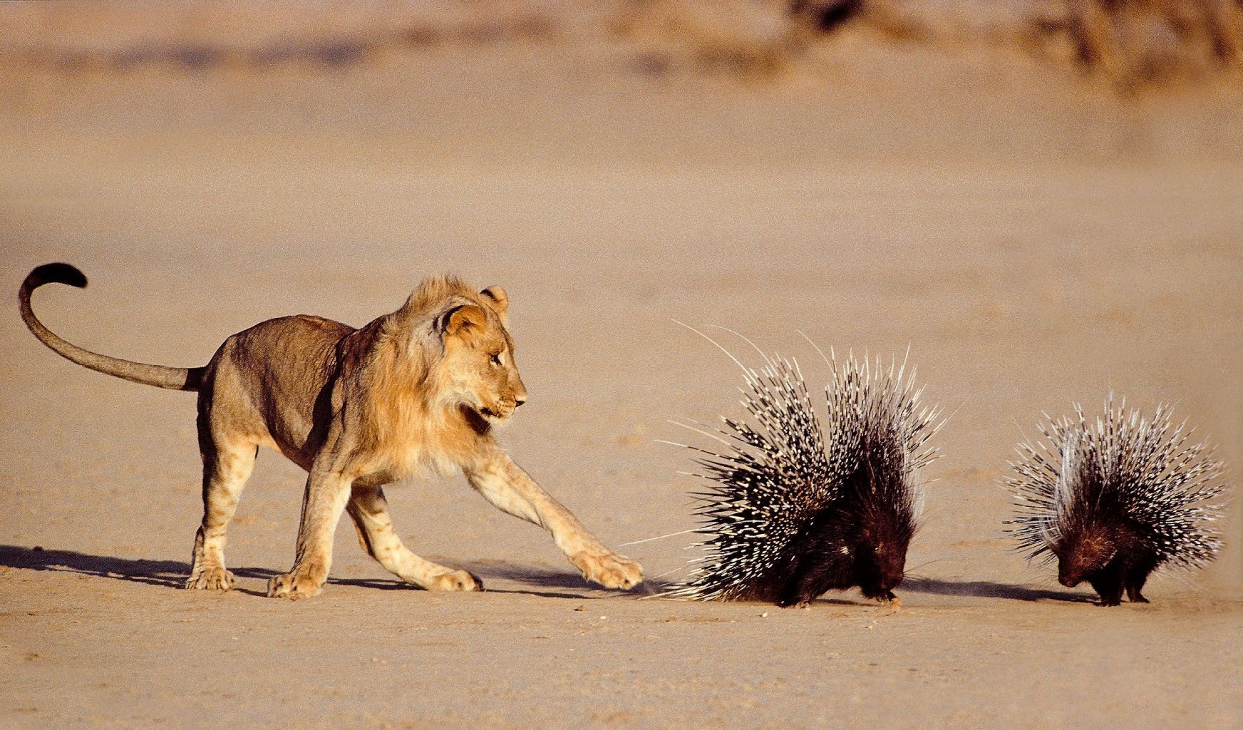 Gefährliche Begegnung: Löwe und Stacheltier.