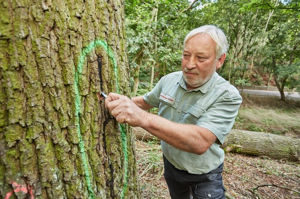 Dieser Baum ist nicht zu retten: Falko Friedel zeigt den Schleimfluss und die vertikalen Risse, hinter denen sich totes Holz befindet.