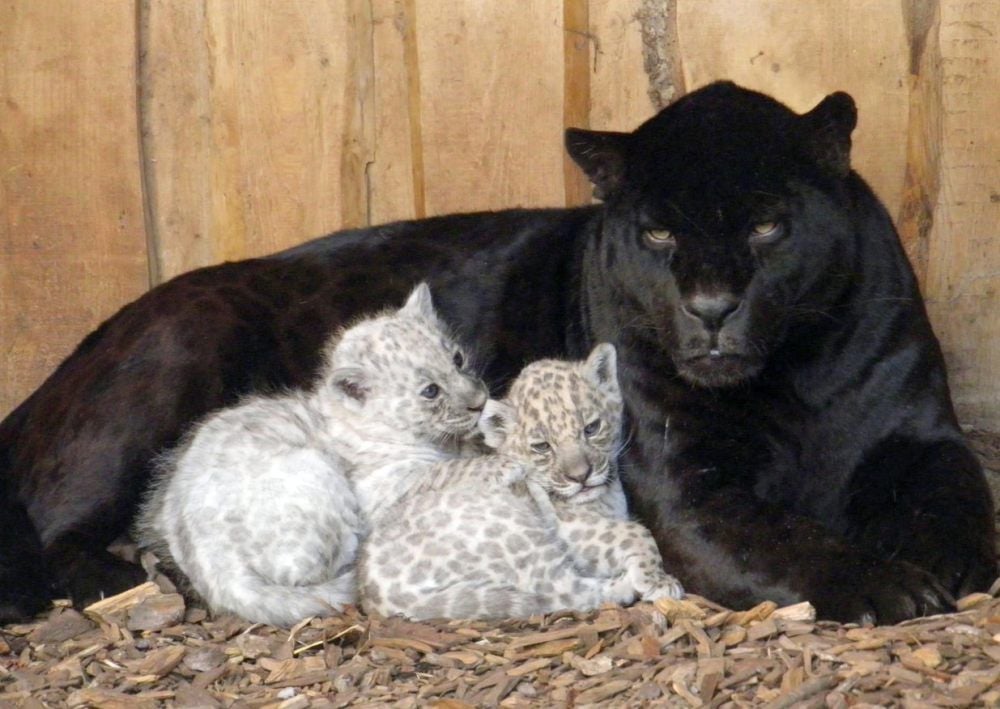 Molly mit ihrem Nachwuchs im Jahr 2012.