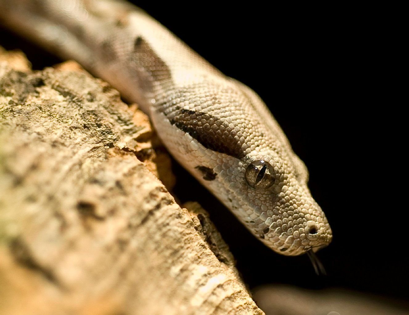 Schlangenhaltung in der Mietwohnung - ist das zu gefährlich?