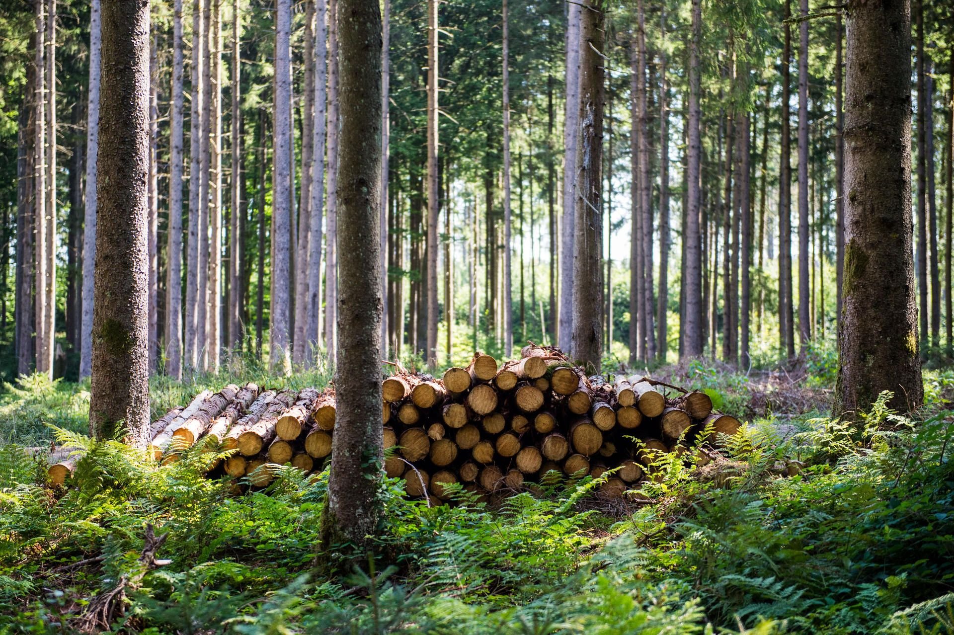 Laut Landeswaldgesetz ist das Befahren der Wälder für die Allgemeinheit verboten.