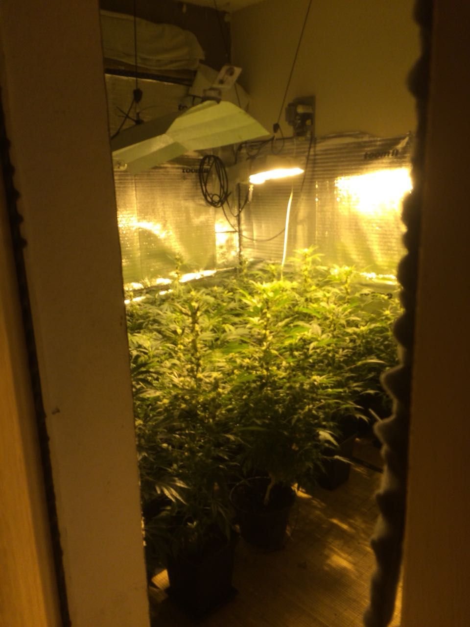 Das Zimmer mit der Cannabis-Plantage war hinter einem Schrank gut versteckt.